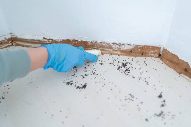 Best Wasp Removal Services  in Upper Fruitland, NM